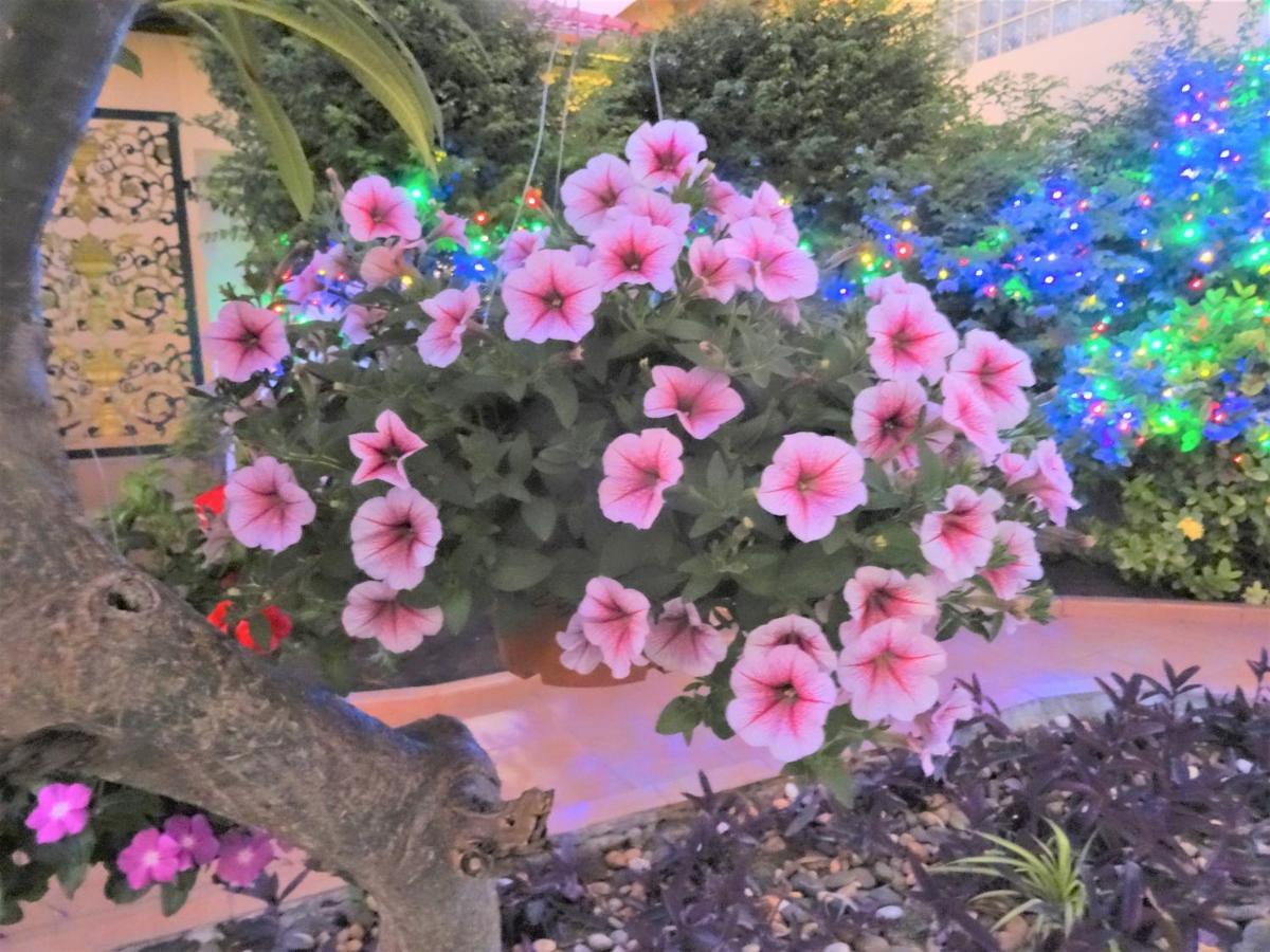 Butterfly Garden Boutique Residences Apts And Villas, A Lifestyle Destination Ex Lg 1-3 Bedroom Units , Full Kitchen, 2 Full Bathrooms, Rain Shower, Spa Bath, Free Bbq, Free Fast Fiber Optic Wifi, Staff 24-7 Патая Екстериор снимка